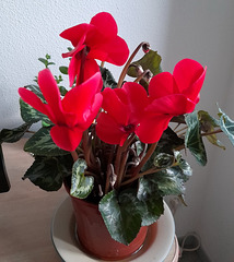Mon cyclamen**************