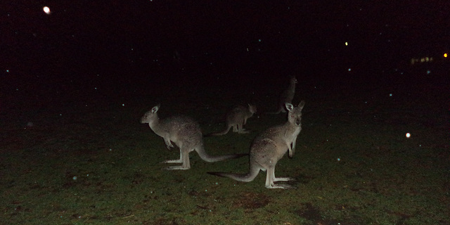 kangaroo alibi