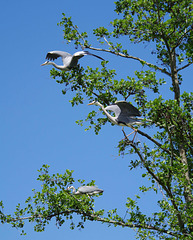 hérons cendrés - parc aux oiseaux Villars les Dombes