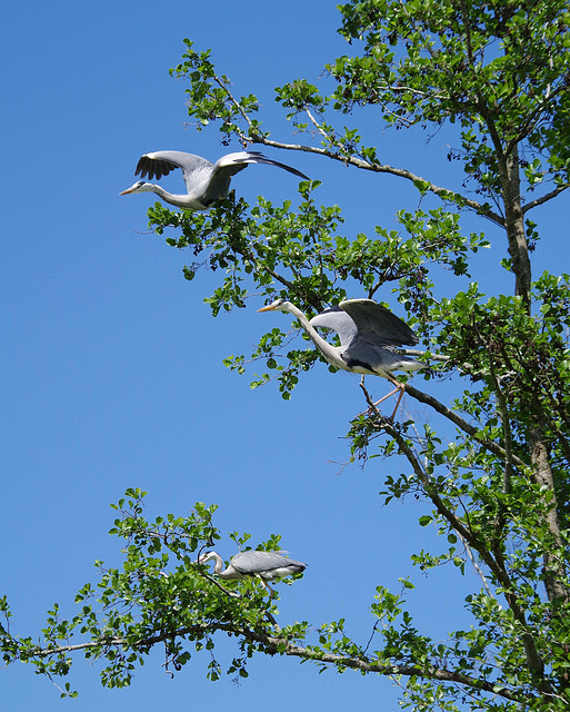 hérons cendrés - parc aux oiseaux Villars les Dombes