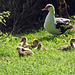 Mum and chicks