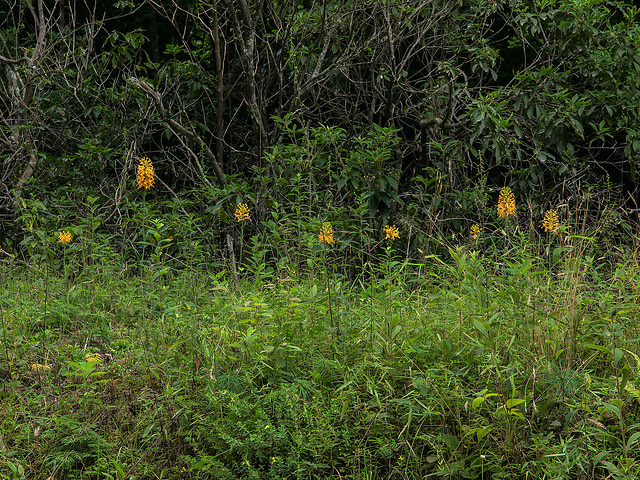 Platanthera ciliaris (Yellow Fringed orchid)