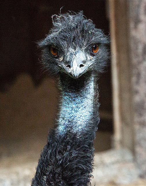 20160812 2235VRAw [D~ST] Emu, Zoo Rheine