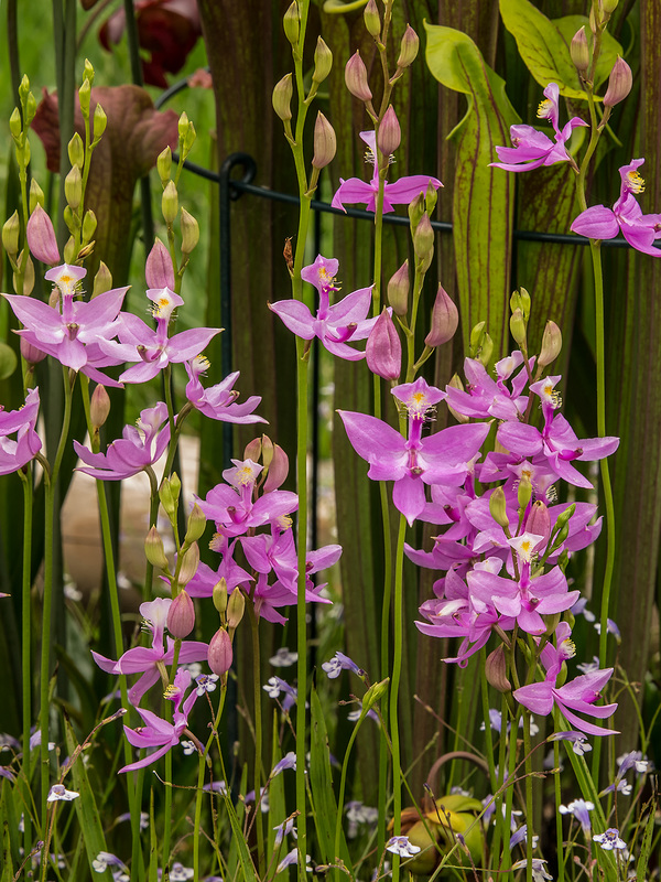 Orchids in the front yard Bog Garden