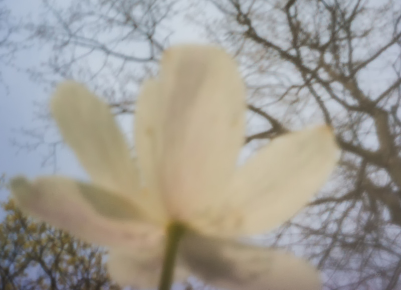 Spring Macro Pinhole Bokeh