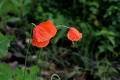 Papaver dubium (6)