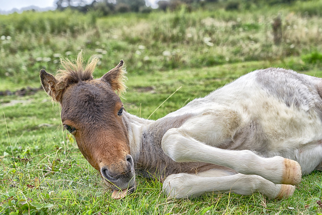 new foals