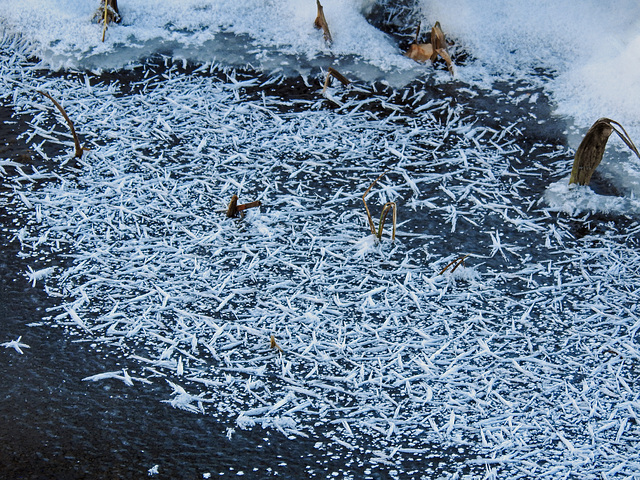 Ice crystals along the creek