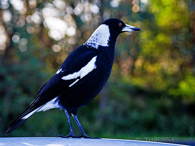 Australian Magpie