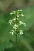 Gymnadeniopsis clavellata (Club-spur orchid)