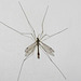 IMG 8492 Crane Fly