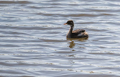 Little grebe