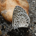 IMG 2863 Butterfly-2-1