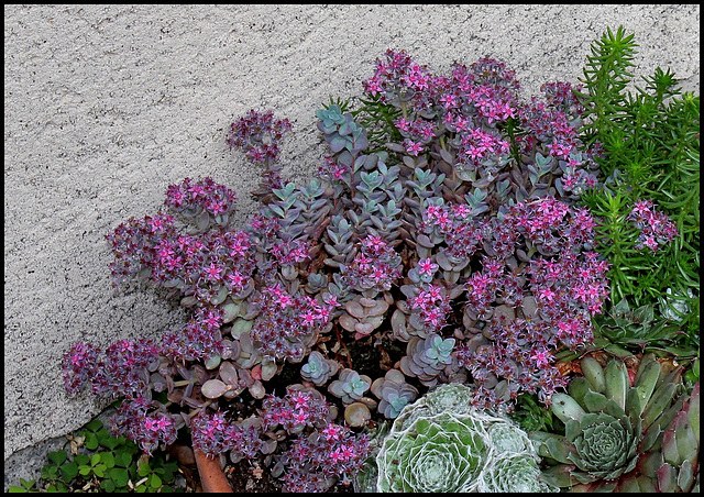 Sedum