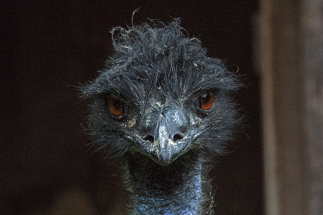 20160812 2236VRAw [D~ST] Emu, Zoo Rheine