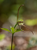 Isotria verticillata (Large Whorled Pogonia orchid)