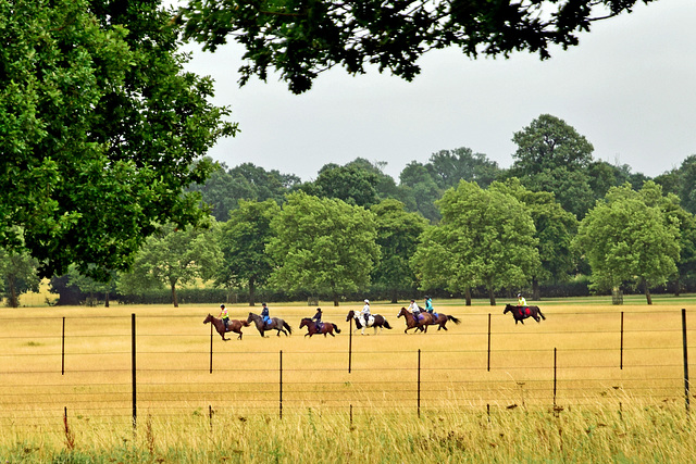 Windsor Great Park