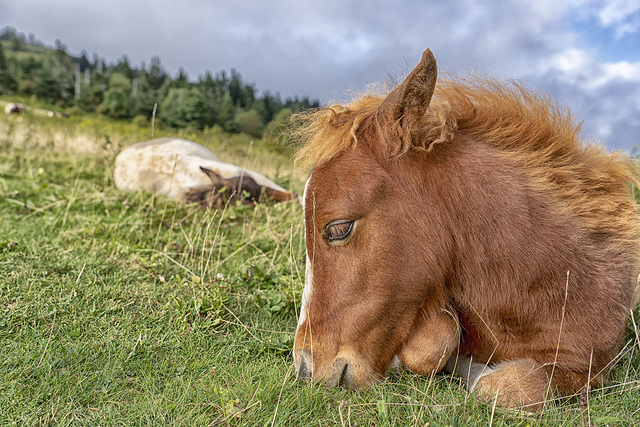 new foals