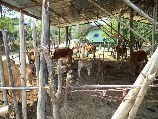 Vaches et bambou / Bamboo and cows