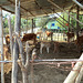 Vaches et bambou / Bamboo and cows