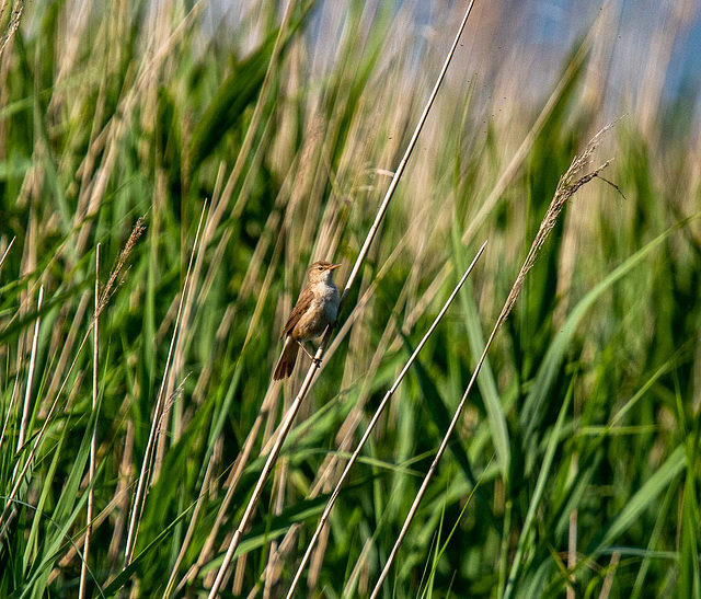 Cetti's warbler.