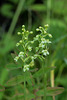 Gymnadeniopsis clavellata (Club-spur orchid)