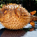 ...fugu ...