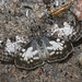 IMG 2867 Butterfly-6