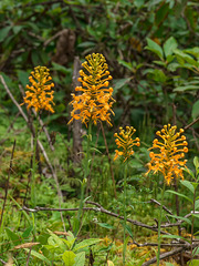 Platanthera ciliaris (Yellow Fringed orchid)