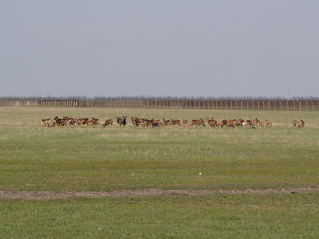 Бараны и овцы / Rams and Sheeps