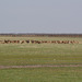 Бараны и овцы / Rams and Sheeps