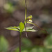 Isotria verticillata (Large Whorled Pogonia orchid)