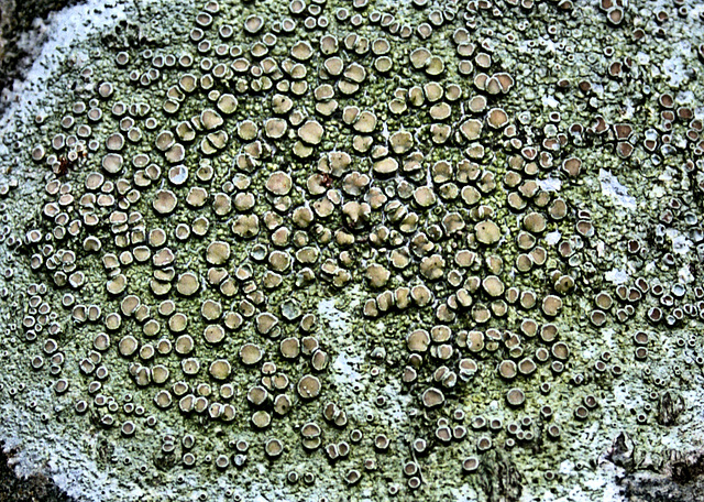 Natures Textures
