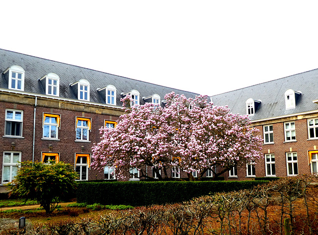 Magnolia bij de vroedvrouwenschool...