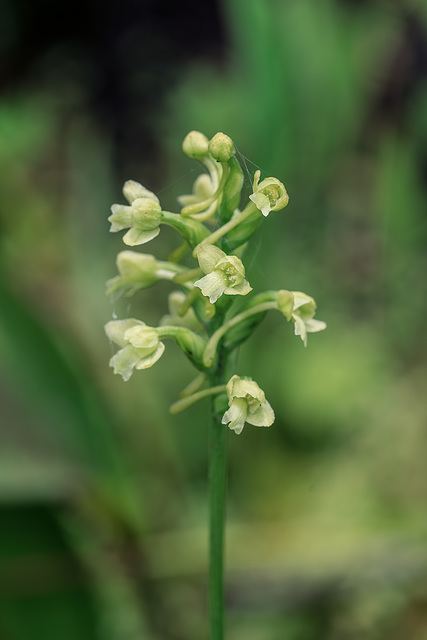 Gymnadeniopsis clavellata (Club-spur orchid)