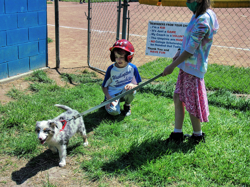 Ballpark Pup