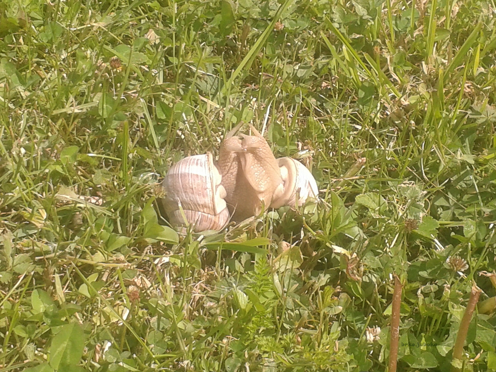 Snails in a love game