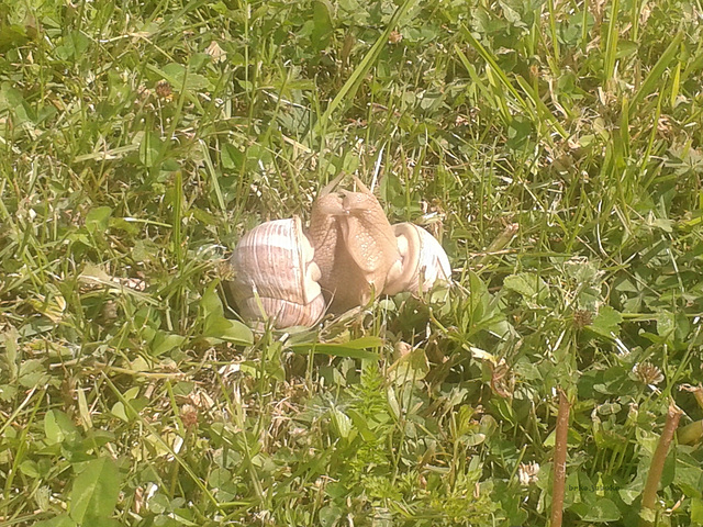 Snails in a love game