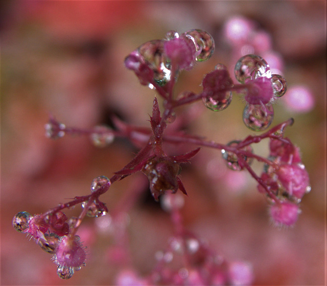 Misty Rain And Diamond Drops