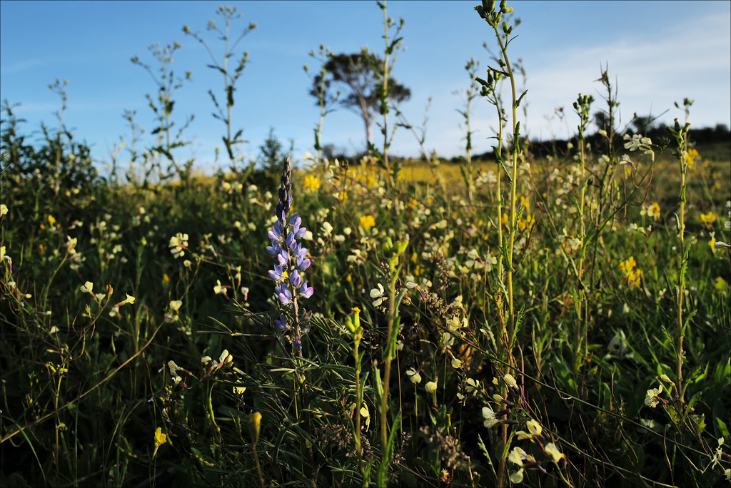 Lupinus angustifolius, Fabaceae, Penedos