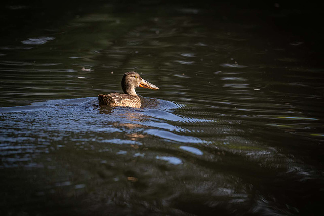 Shoveler duck