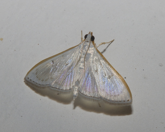 IMG 2327 Moth-1