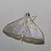 IMG 2327 Moth-1