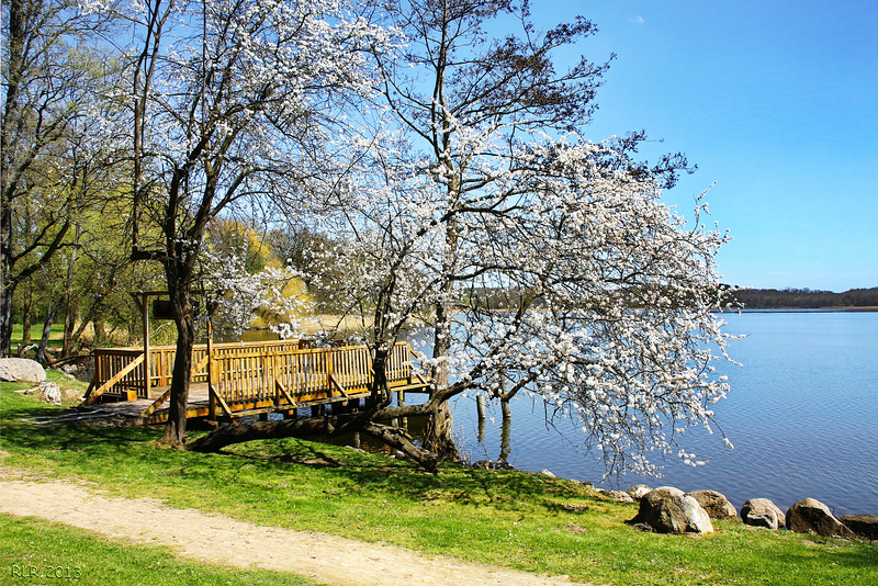 Frühling am Dobbertiner See ...  HFF !