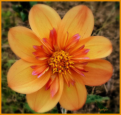 Bonne semaine mes ami(e)s !❤️☀️‿☀