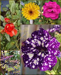 Die letzten Herbstblüher  ⊱✿ ⊱✿❤✿⊰ ✿⊰