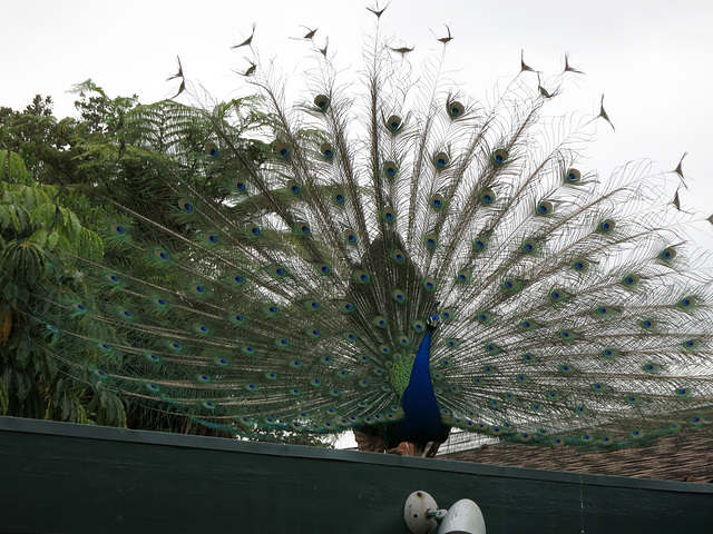 L.A. County Arboretum (1070)