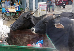 Two buffalo eating out of a bin
