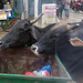 Two buffalo eating out of a bin