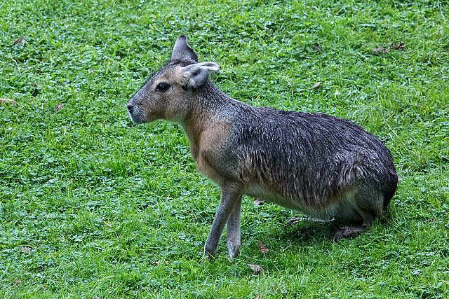 20160812 2241VRAw [D~ST] Mara, Zoo Rheine